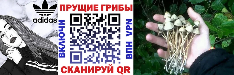 как найти наркотики  Ачинск  Галлюциногенные грибы Cubensis 